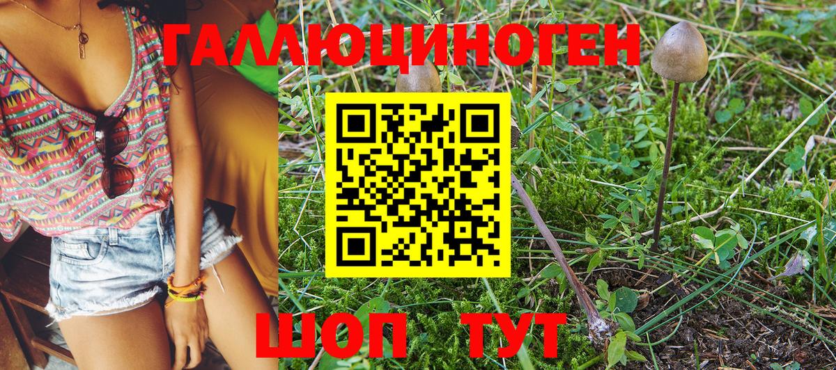 Галлюциногенные грибы Psilocybe Боровичи